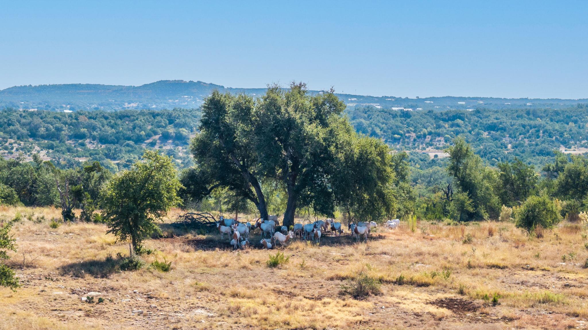 listing main picture